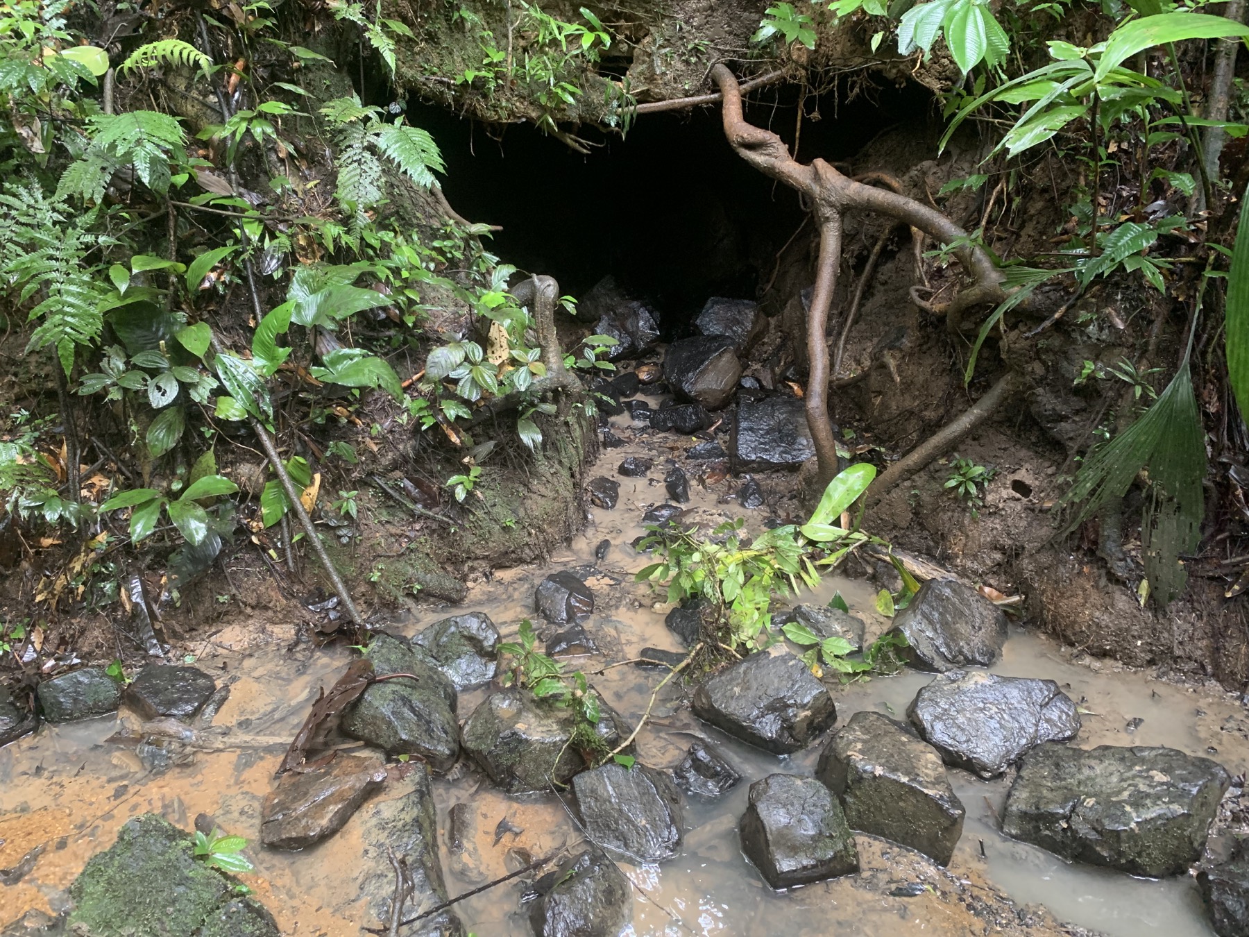 A forest mineral lick with exposed soil, wet ground, and dense vegetation.