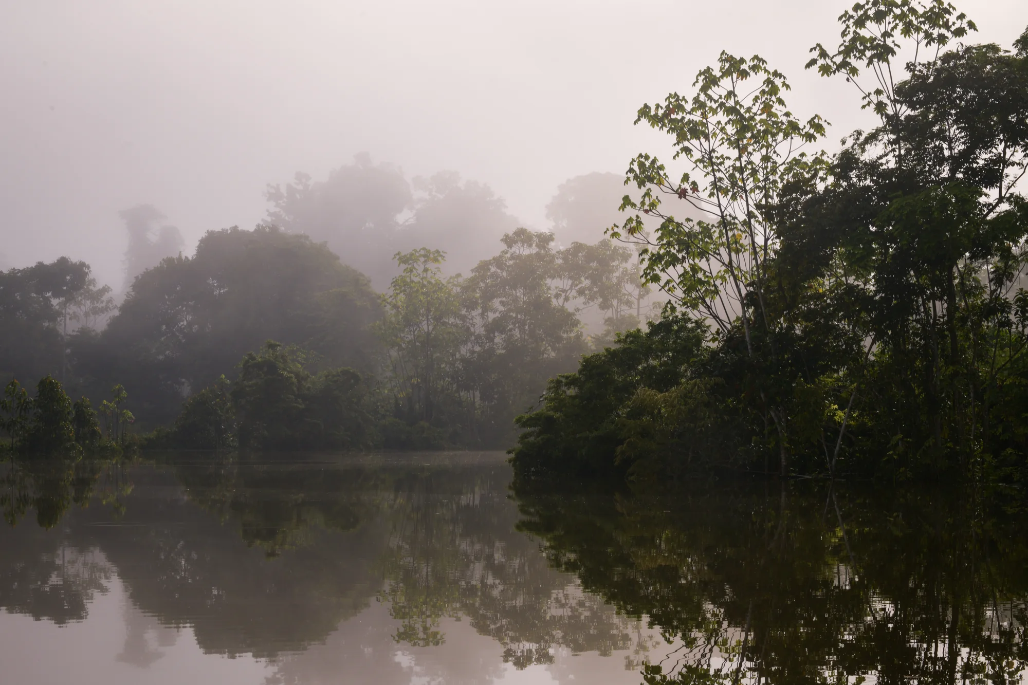 Mist over a forested Amazonian river.